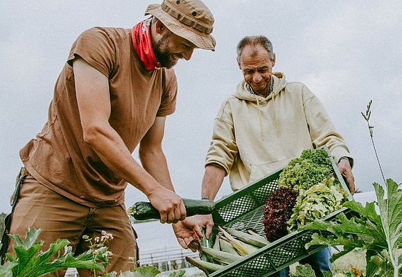 2 Männer arbeiten am Feld und ernten Gemüse ©Ness Rubey